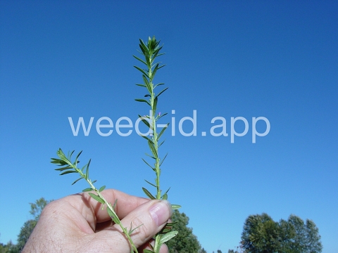 loosestrife, hyssop